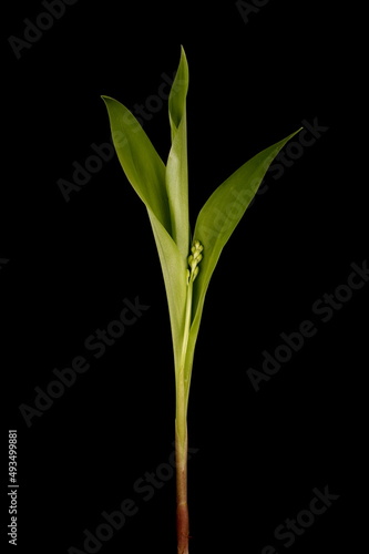 Lily-of-the-Valley (Convallaria majalis). Emerging Plant Closeup