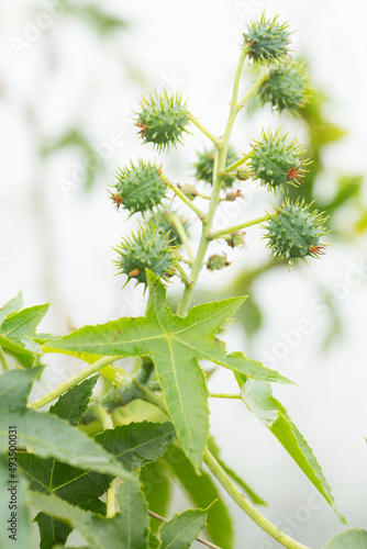 A mamona é uma planta originária da Ásia Meridional. Seu nome científico é Ricinus communis L. e faz parte da família das Euphorbiaceae. No Brasil, pode ser conhecida como mamoneira, rícino, carrapate photo