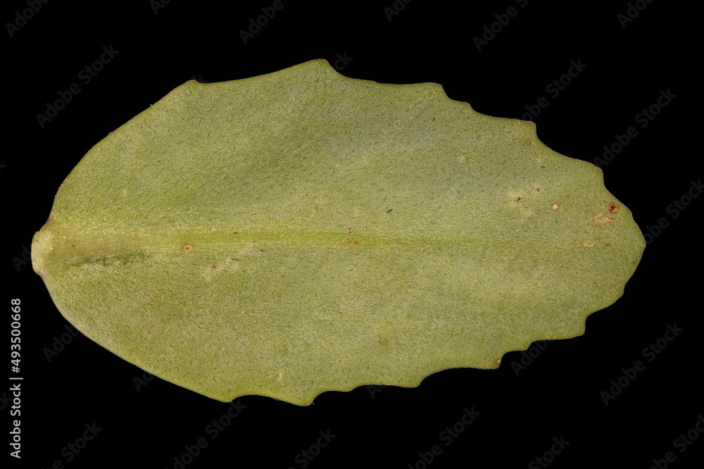 Grand Stonecrop (Hylotelephium maximum). Leaf Closeup Grand Stonecrop (Hylotelephium maximum). Leaf Closeup