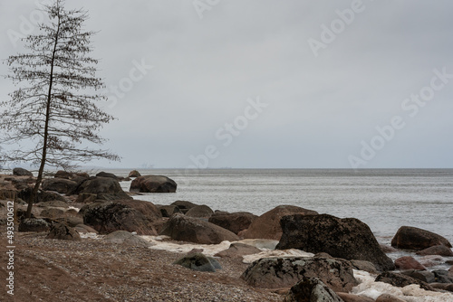 Coast of the Baltic Sea with granite boulders and a lone tree in early spring. Overcast and drizzle.