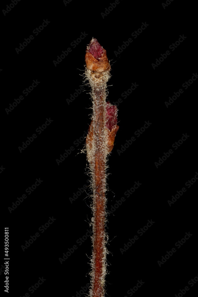 Bridal Spray (Spiraea x arguta). Terminal and Subterminal Buds Closeup