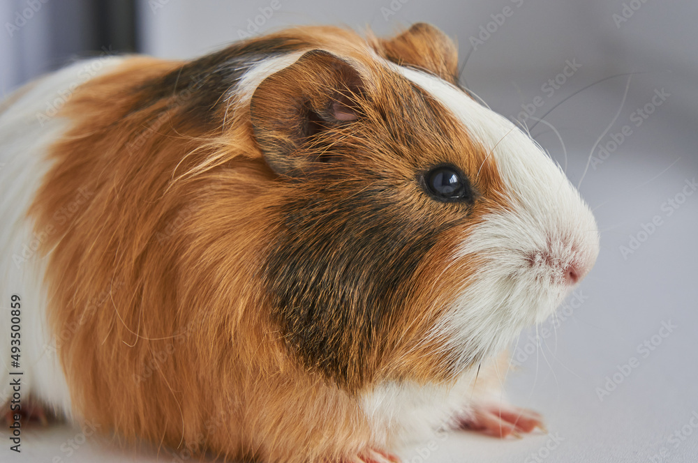 Portrait of red and white Guinea pig Portrait of red and white Guinea pig