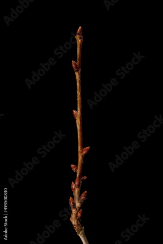Dwarf Cherry (Prunus cerasus). Wintering Twig Closeup