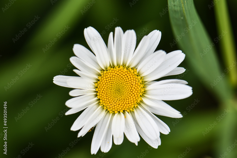 Fototapeta premium daisy flower