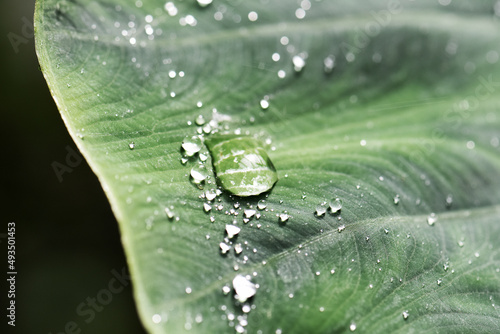 water drops on leaf