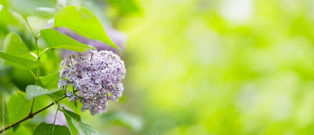 Spring lilac flowers. Purple lilac flowers on a blurred background. Copy space Spring lilac flowers. Purple lilac flowers on a blurred background. Copy space