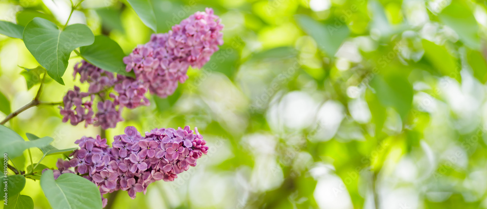 Spring lilac flowers. Purple lilac flowers on a blurred background. Copy space Spring lilac flowers. Purple lilac flowers on a blurred background. Copy space
