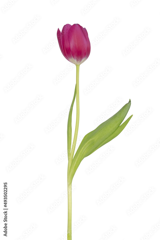 Tulipe rouge Tulipe rouge