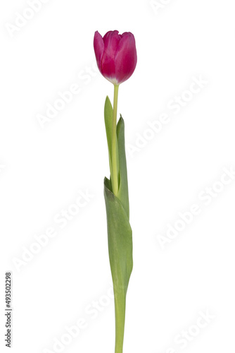 Tulipe rouge