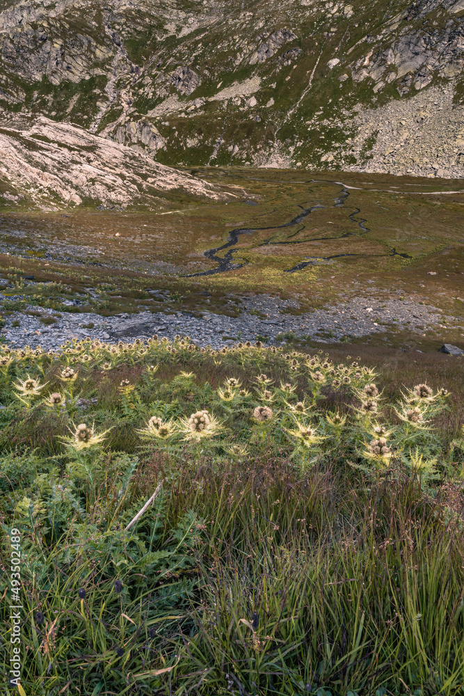 Mountain landscape on the Greina Plains, Switzerland. In the foreground is a patch of stemless carline thistle, or silver thistle, Carlina acaulis. An alpine river winds its way through the plains