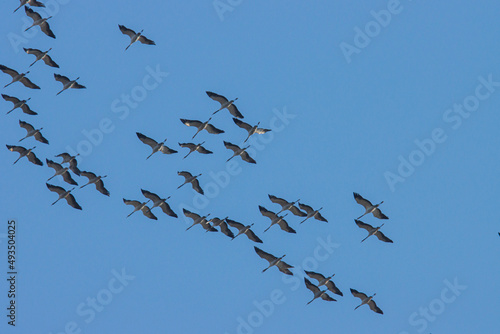 flock of cranes flies in the blue sky
