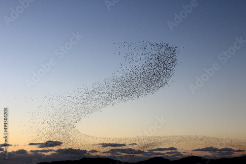 Fototapete flock of migratory birds