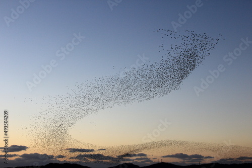Foto flock of migratory birds