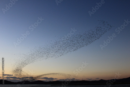 flock of migratory birds