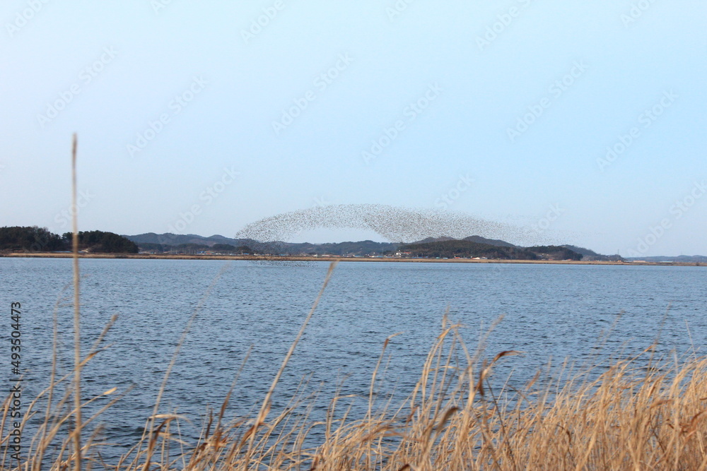 flock of migratory birds