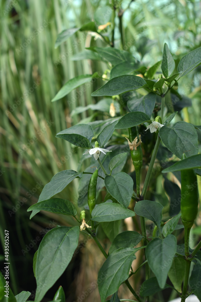 Blooming hot pepper. Stock macro photography. Blooming hot pepper. Stock macro photography.