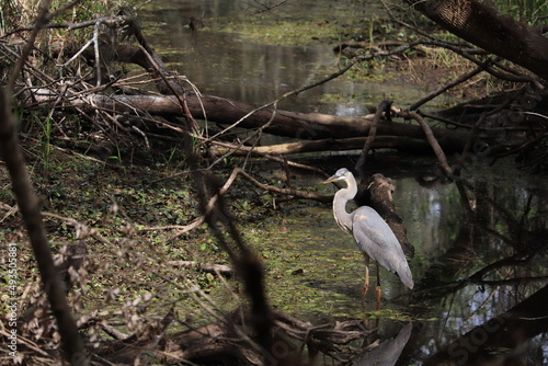 great blue heron