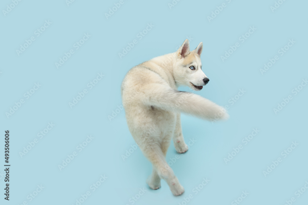 Husky puppy dog walking backwards and looking at camera. Isolated on blue pastel background Husky puppy dog walking backwards and looking at camera. Isolated on blue pastel background