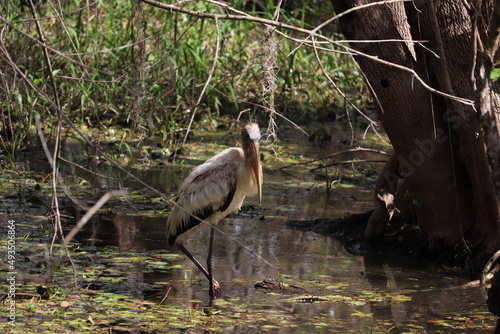 Woodstork
