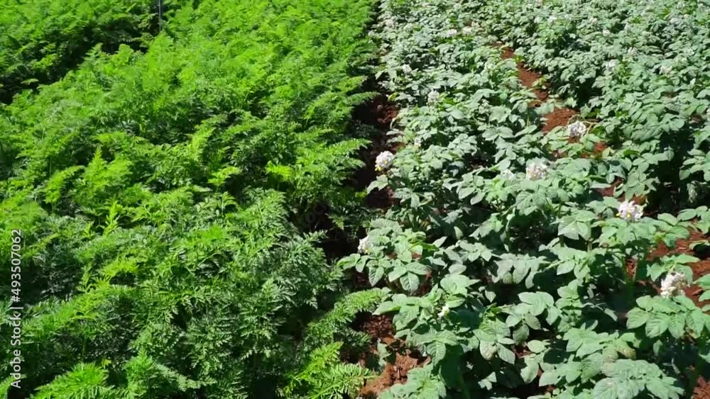 Lush green potatoes are grown in Lam Dong
Lush green potatoes are grown in Lam Dong
