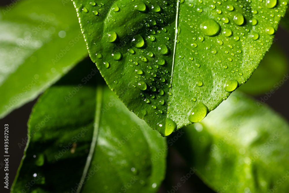 Lemon tree leaves. Water drops on lemon leaf. Flowing raindrops Lemon tree leaves. Water drops on lemon leaf. Flowing raindrops