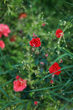 Spray roses bush in garden soft focus