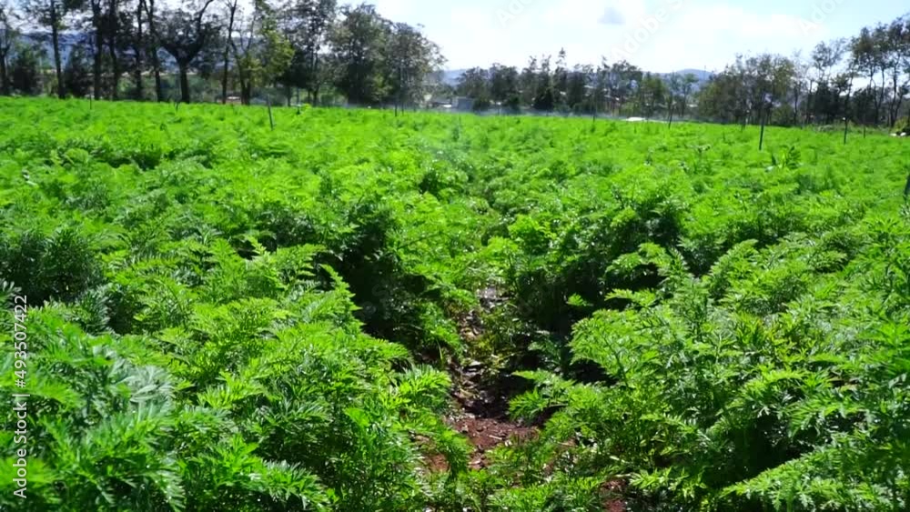 lush green carrot garden in Lam Dong
lush green carrot garden in Lam Dong