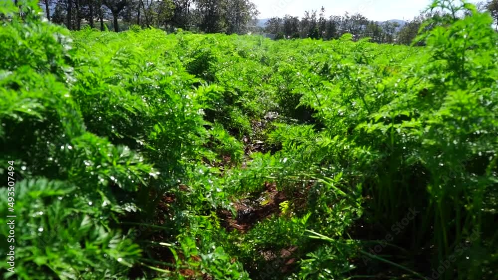 lush green carrot garden in Lam Dong
lush green carrot garden in Lam Dong