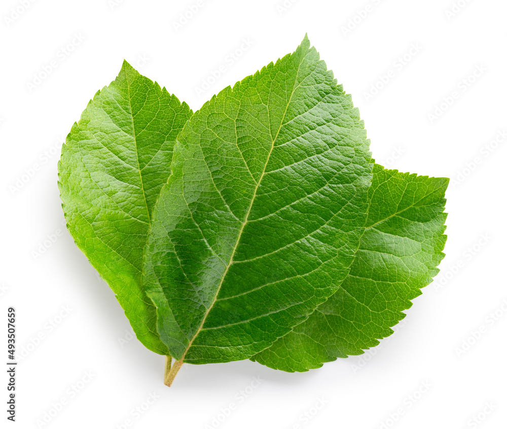 Fototapeta premium Apple leaves isolate. Apple leaf on white background. Three green apple leaves with clipping path.