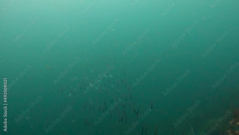 Underwater film 4 k - Thailand - Scuba divers in the distance with large school of silver colored tropical fish Underwater film 4 k - Thailand - Scuba divers in the distance with large school of silver colored tropical fish