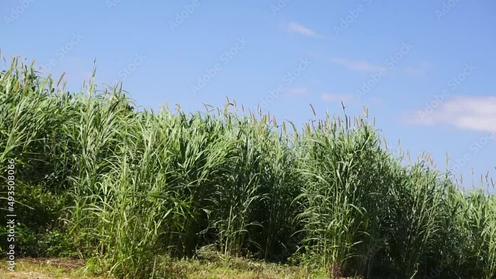 grass for cow grass for cow