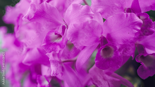 Fototapeta Naklejka Na Ścianę i Meble -  Guarianthe skinneri orchid/L'orchidée Guarianthe skinneri