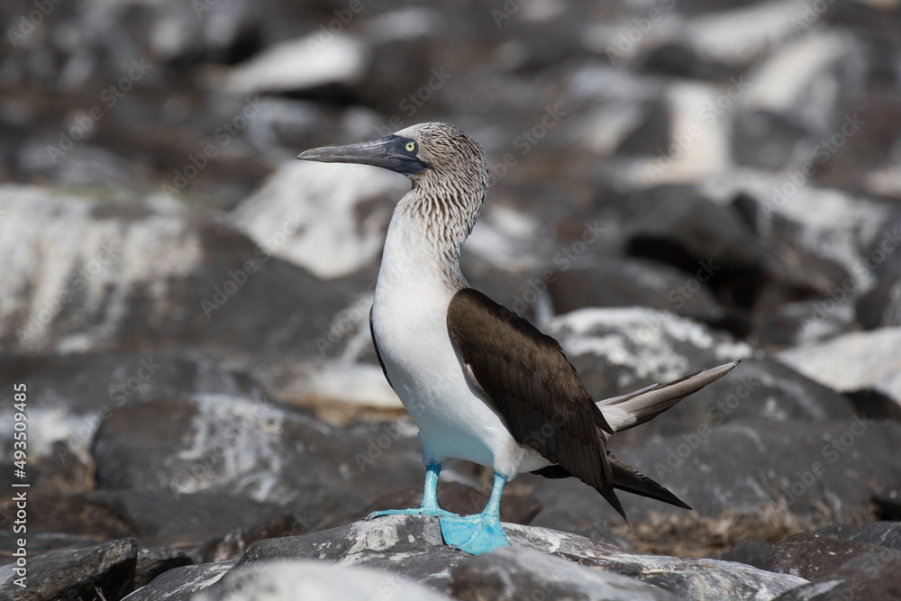 Obraz premium Blue footed Booby Sula nebouxii, Espanola Island, Galapagos, Ecuador