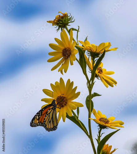 Monarch Butterfly on Maximilian Sunflowers photo