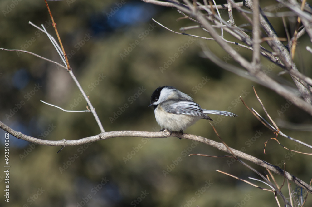 Naklejka premium Black-capped Chickadee on a Branch