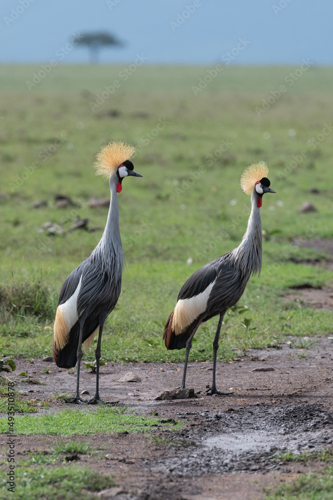 Fototapeta premium pair of grey crowned cranes