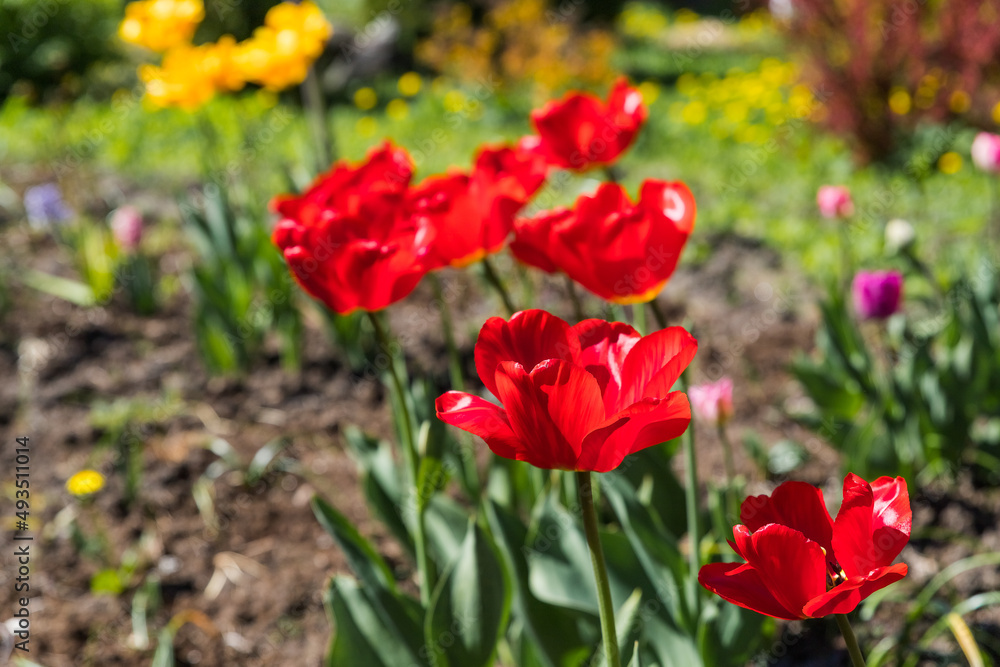 Beautiful fluffy peony-shaped tulips in a flower bed. Tulip in the form of a peony flower in red. The background is blurred. Sunny spring day. The flower with a lot of petals.