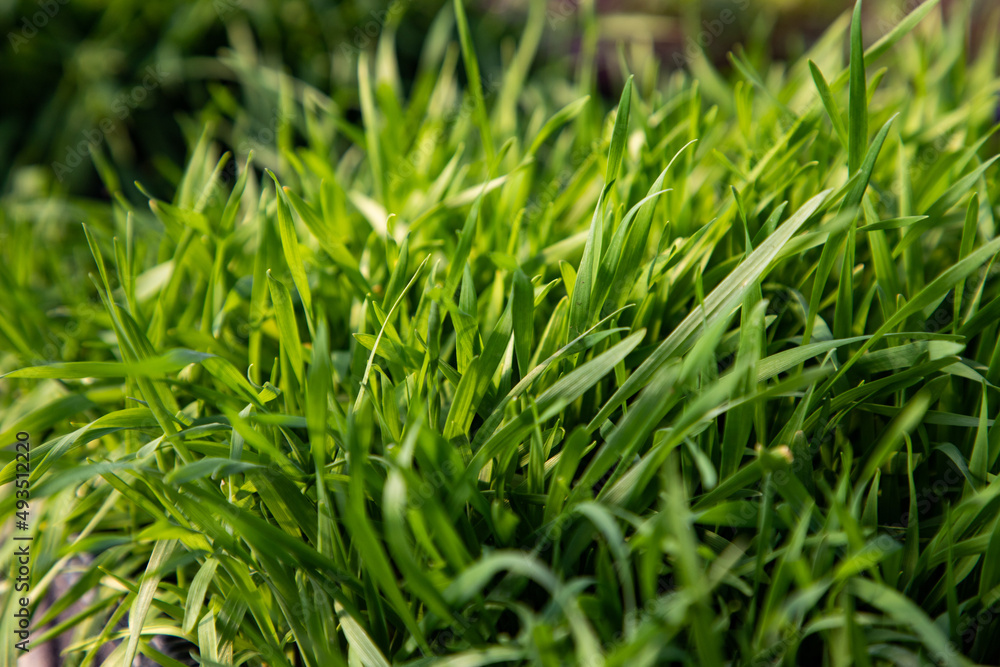 microgreens growing organic bio gardening microgreens growing organic bio gardening