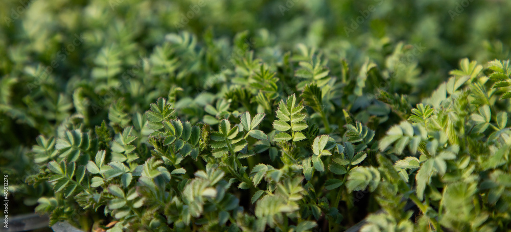 microgreens growing organic bio gardening microgreens growing organic bio gardening