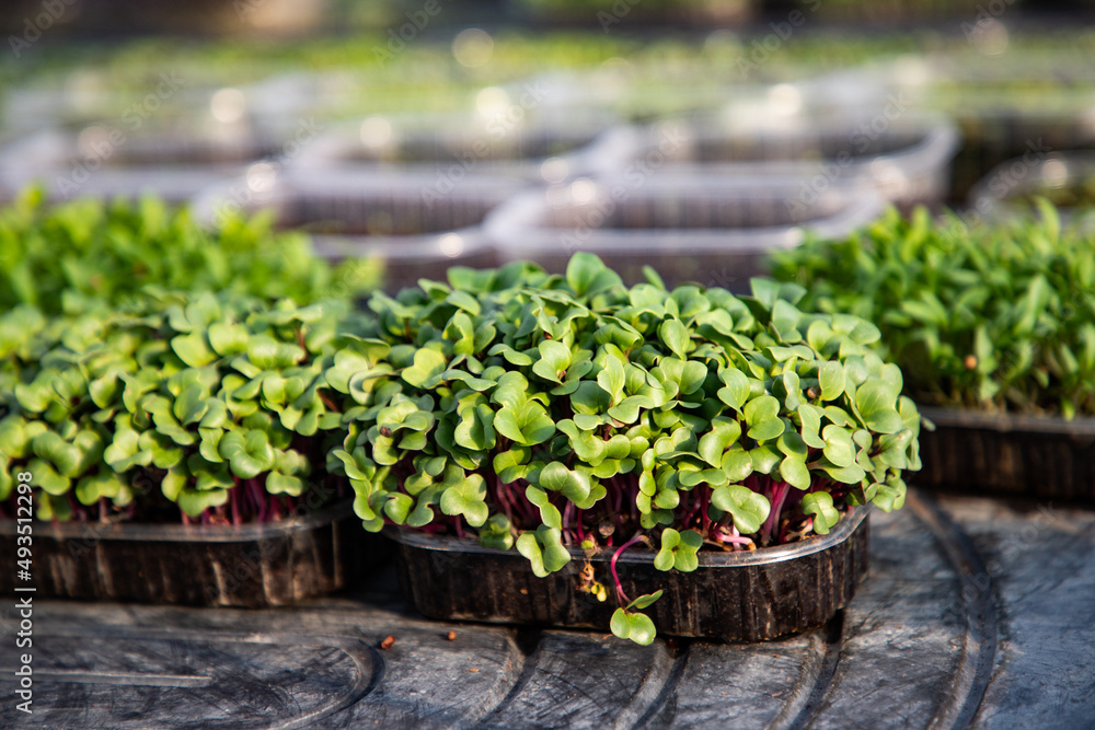 microgreens growing organic bio gardening microgreens growing organic bio gardening