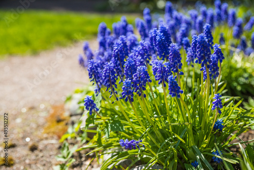 Little spring blue Muscari flowers bloom outdoors on a sunny day.Muscari armeniacum ornamental springtime flowers in bloom, blue plants in the garden and green leaves