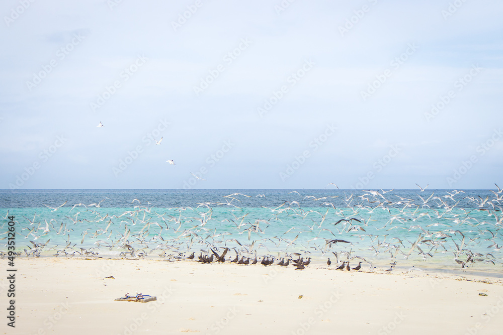 Flock of white and black birds on tropical beach. Seagulls on white sand beach. Scenic tropical seascape with blue water. Sea birds on incredible shore. Vacations in paradise. Flying birds on coast. Flock of white and black birds on tropical beach. Seagulls on white sand beach. Scenic tropical seascape with blue water. Sea birds on incredible shore. Vacations in paradise. Flying birds on coast.
