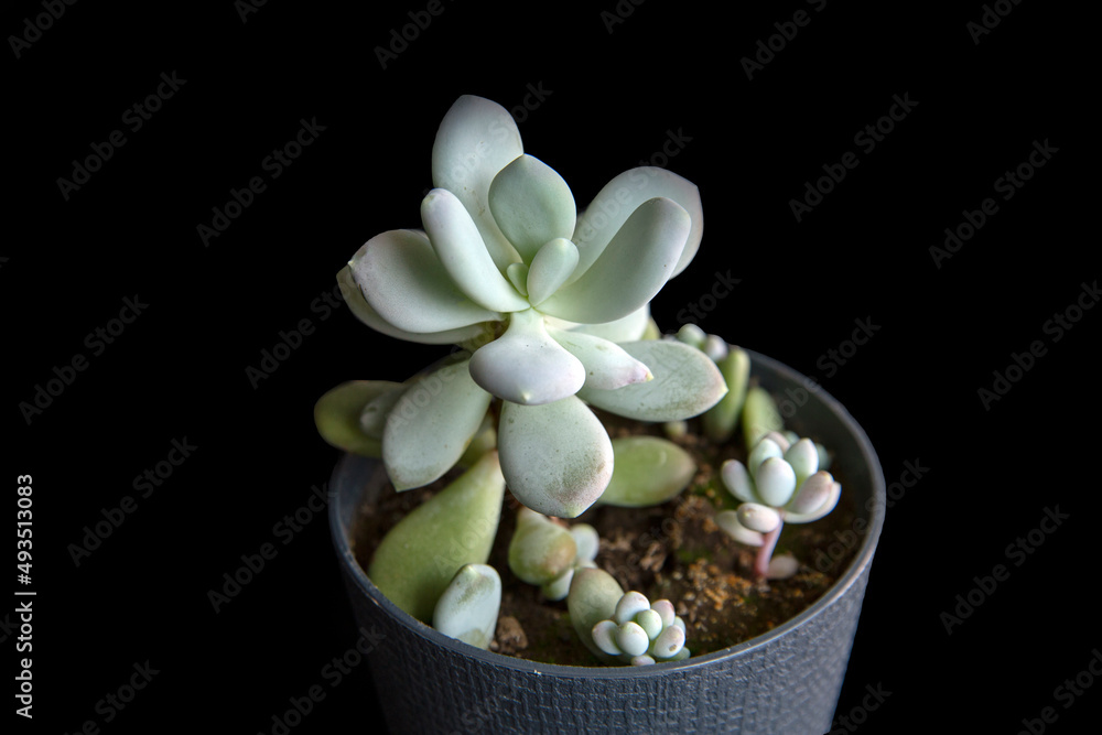 Pachyphytum succulent in a pot, isolate on a black background. Home flowers, hobby.