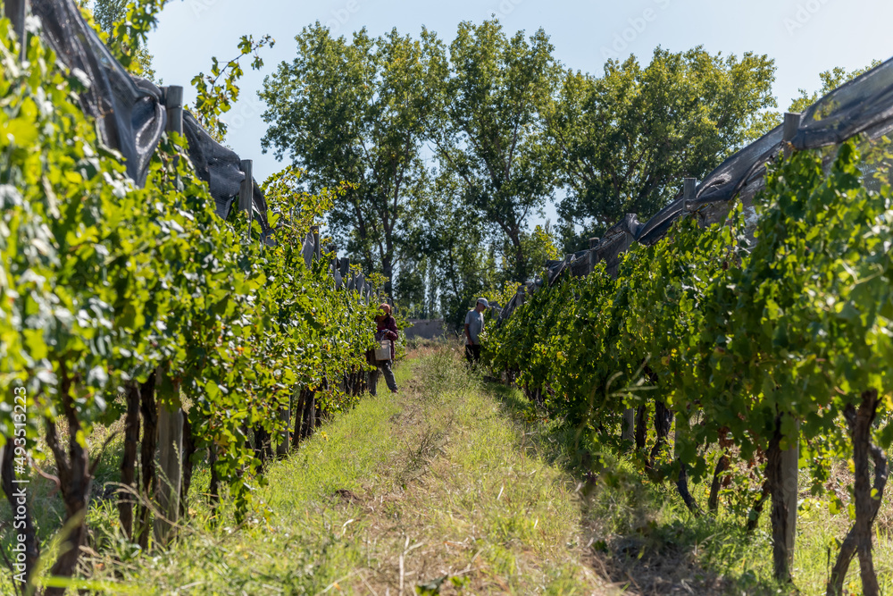 Merloc Sauvignon grape harvester in Mendoza, Argentina.