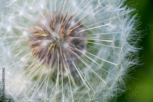 Close up of a dandelion flower in seed  known as a dandelion clock