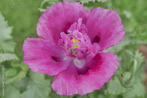 Poppy flower/Fleur de pavot