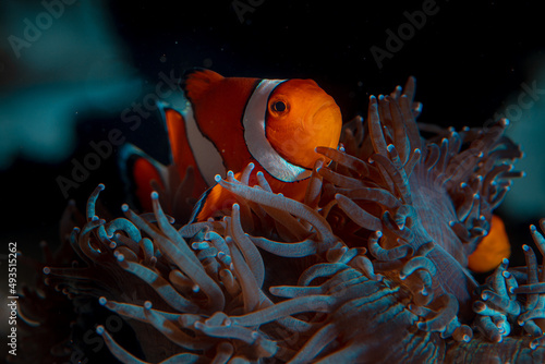 clown fish swims in animonia reefs