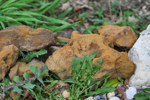 Garluche, alios, ferruginous sandstone/Garluche, alios, grès ferrugineux photo