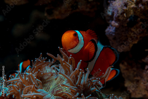 clown fish swims in animonia reefs