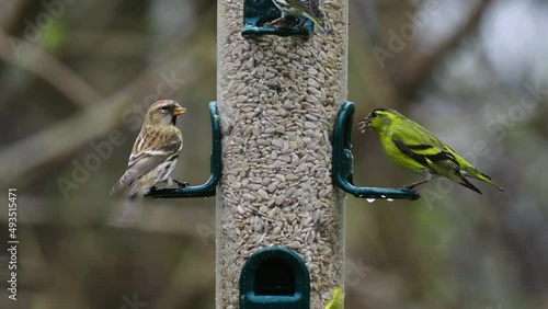 Siskin and Goldfinch and Redpoll eating sunflower seeds from a bird feeder	 photo
